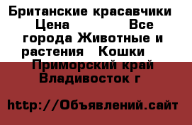 Британские красавчики › Цена ­ 35 000 - Все города Животные и растения » Кошки   . Приморский край,Владивосток г.